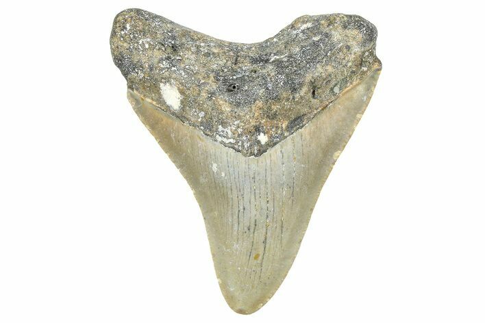 Juvenile Megalodon Tooth - North Carolina #359044